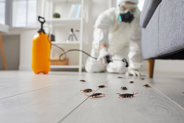 Commercial Rodent Management in Contra Costa Centre